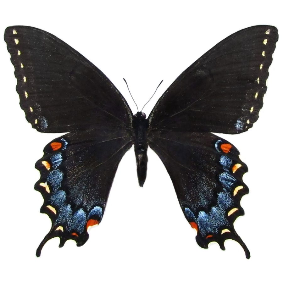 Wild Bryde Swallowtail Butterfly Earrings Full-Body, Species Photo - Unofficial Wild Bryde Collector's Guide