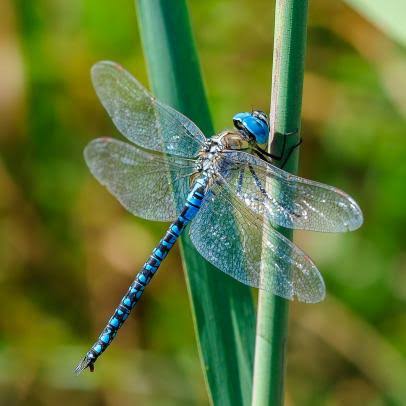 Wild Bryde Dragonfly Earrings, Pendant, Necklace, Brooch Full-Body, Hallmark Photo, Species Photo - Unofficial Wild Bryde Collector's Guide