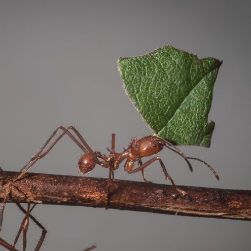 Wild Bryde Leaf-Cutter Ant Earrings Species Photo, Hallmark Photo - Unofficial Wild Bryde Collector's Guide