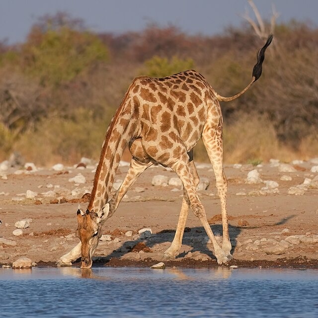 Wild Bryde Giraffe Earrings Full-Body, Species Photo, Naturalistic - Unofficial Wild Bryde Collector's Guide