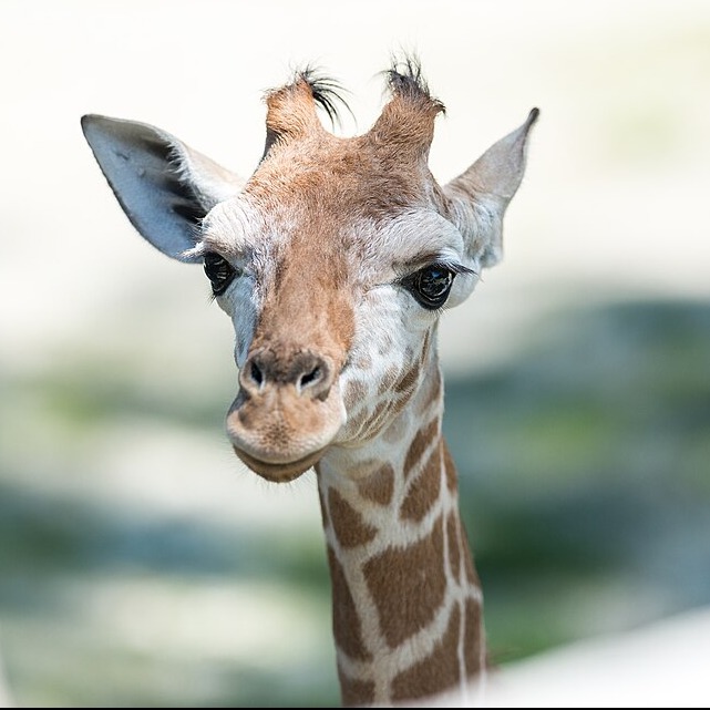Wild Bryde Giraffe Earrings, Posts Framed, Face Only, Species Photo - Unofficial Wild Bryde Collector's Guide